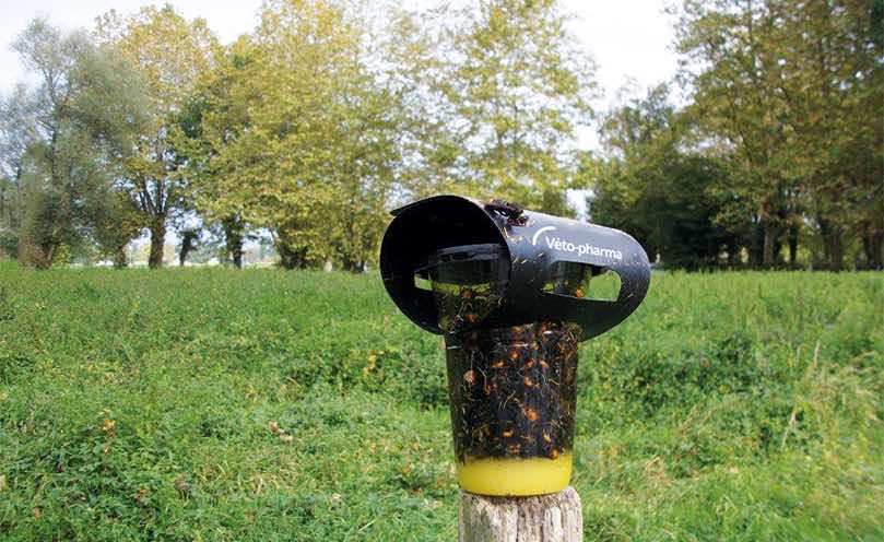 VespaCatch : Piège à frelon