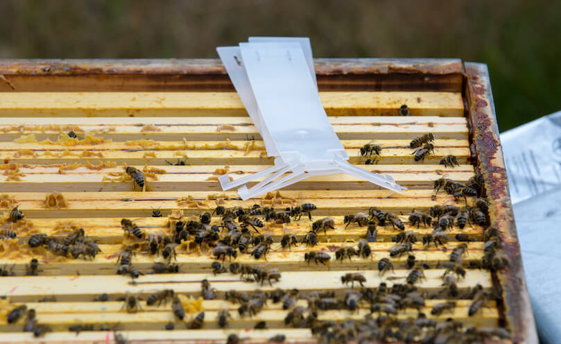 Bayvarol: tratamiento de rotación contra varroa