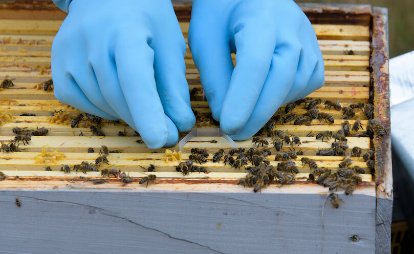 Bayvarol: tratamiento de rotación contra varroa
