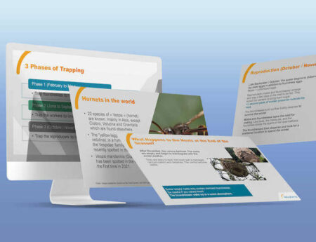 Asian-hornet-PPT (1)