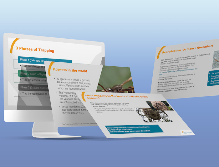 Asian-hornet-PPT