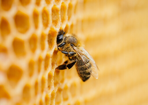 Vetopharma-Bee-Science