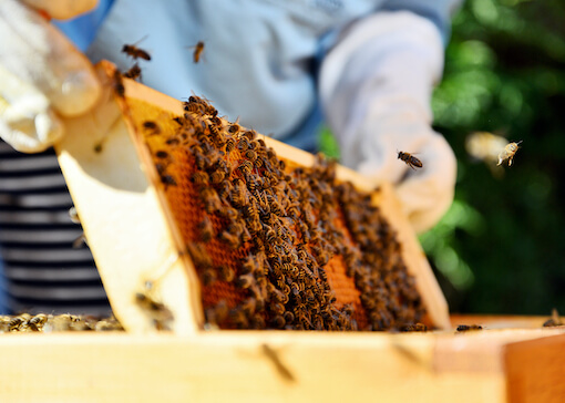 support for the beekeeping sector
