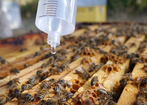 oxybee